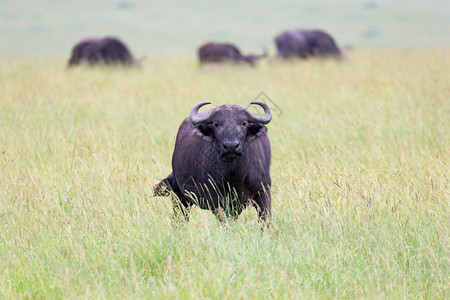 旅行水牛站在草地中间的上一头水牛站在草地中间的上克鲁格国民图片