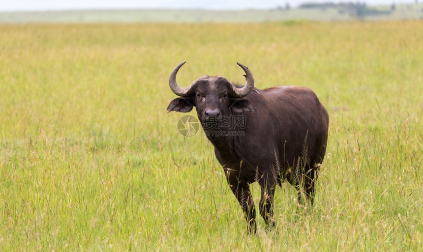 水牛站在草地中间的上一头水牛站在草地中间的上鸟同步兰卡图片