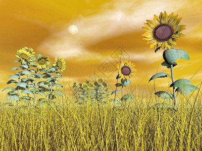 赶黄草黎明几个向日葵站在黄草和棕色云天空外满月向日葵3D转化抽象的草原设计图片