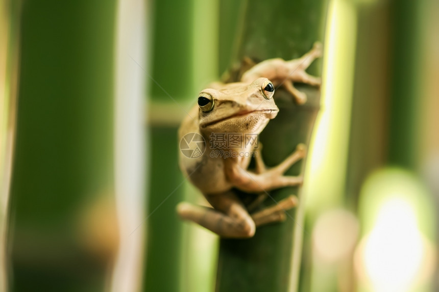 竹子园中两座岛上的树青蛙华而不实新的王子图片