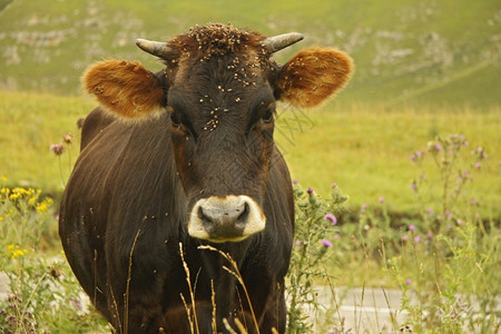 动物花的站立滑稽寂寞牛群在夏日高山草原上放牧图片