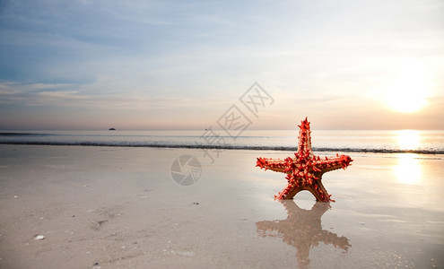 沙滩上红色的海星高清图片