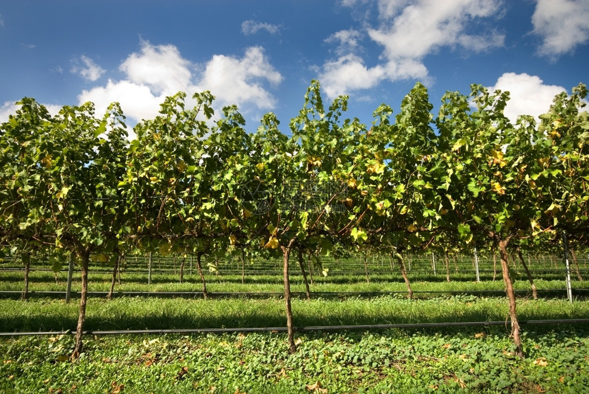 乡村的葡萄藤酒澳大利亚新南威尔士州部高地上的一个葡萄园中种植的树图片