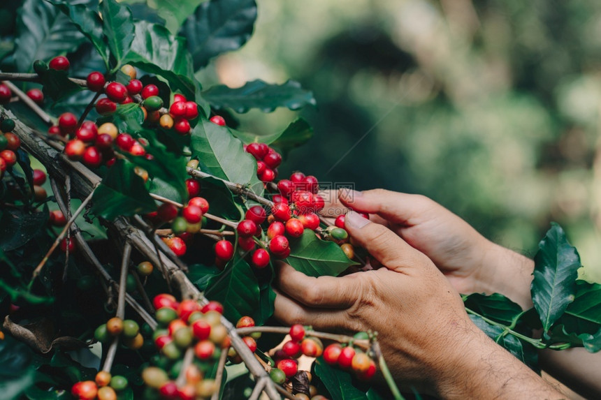 新鲜的食物不是果子和阿拉伯咖啡莓上面有农艺家的手Robusta和阿拉伯咖啡浆图片