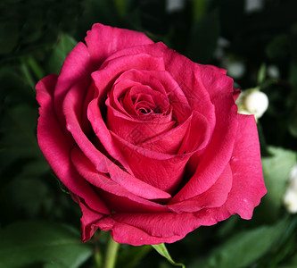 稀有的天然彩色玫瑰花园食物简单的图片