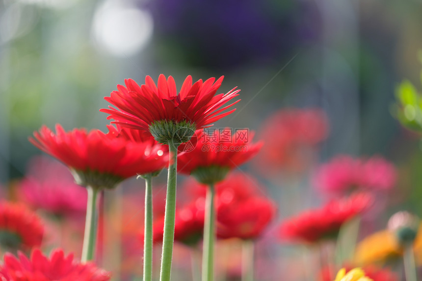 天庆典花园中美丽的红色和黄雪贝拉花朵用于春假和情人节充满活力图片