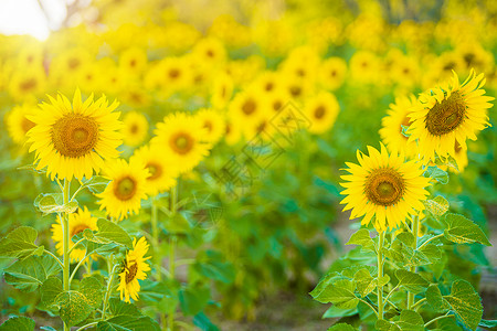 摘夏日葵阳光乡村的日葵田背景开花泰国夏日落花的背景