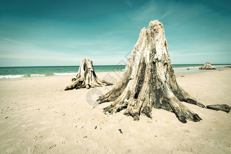 天空根支撑海滩上的死后车厢自然概念形象图片