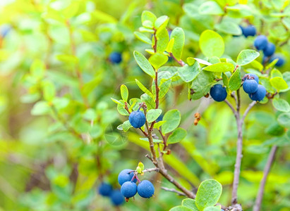 高丛蓝莓高丛树叶维生素灌木上的新鲜有机蓝莓特写灌木上的新鲜有机蓝莓特写背景