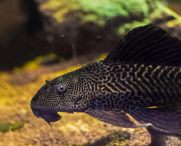 下肢点缀一种来自南美洲的三栖水族馆鱼宠物也称为普通海豚类鱼一种来自美国南部的鱼类宠物居住者背景