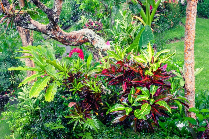 蕨类湿的仙女奇异热带植物在幻想中生长图片