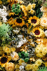 摄影色彩多的花朵背景图像重点白色的图片