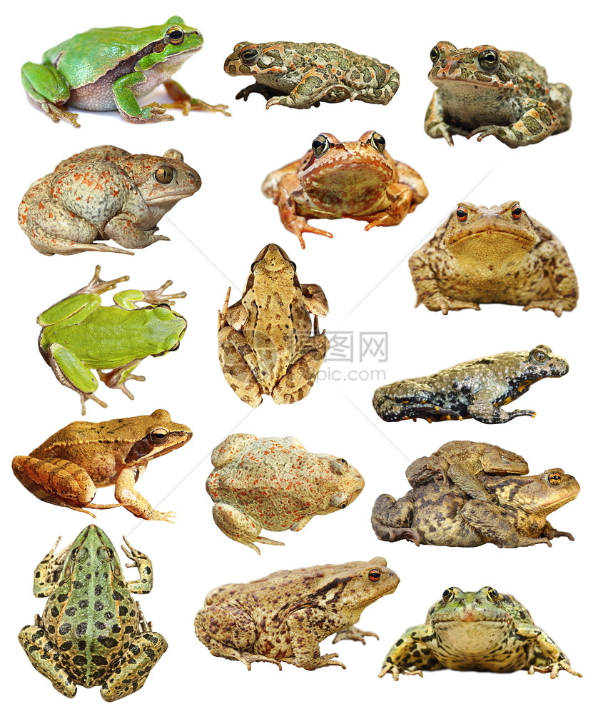 杂色白的大量分离青蛙和蛤集成供你们设计蟾蜍图片