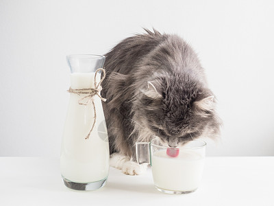 猫咪喝杯中的牛奶图片
