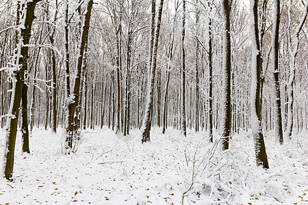 森林自然冬季圣诞节新年背景林地下雪积风景优美冬天季节图片