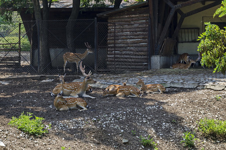 降压哺乳动物狒保加利亚索非鹿或卡普雷奥勒斯野外有雌鹿母后尾或和小的牛家庭图片