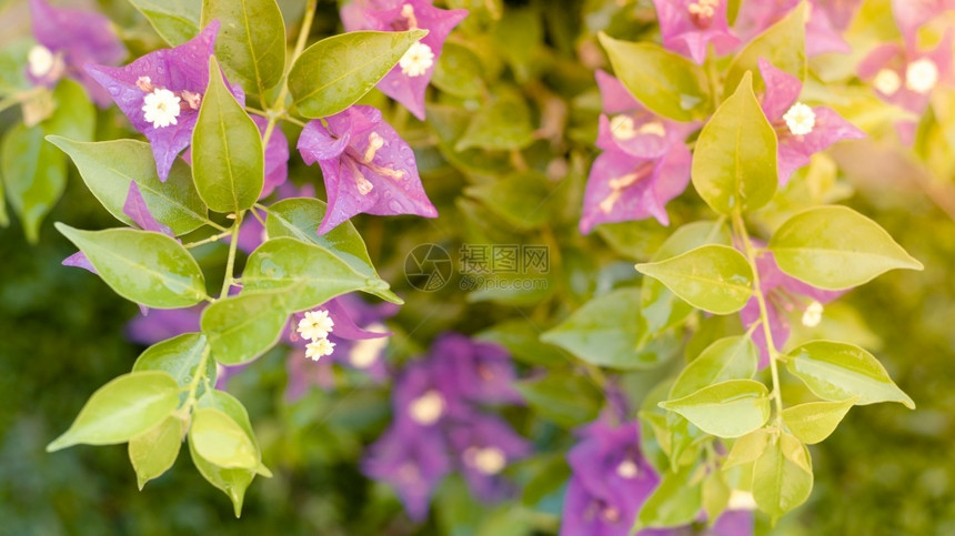 夏天花盆亚洲在园的柔软夜光中花朵紫色布弗哥伦佛维拉花朵图片