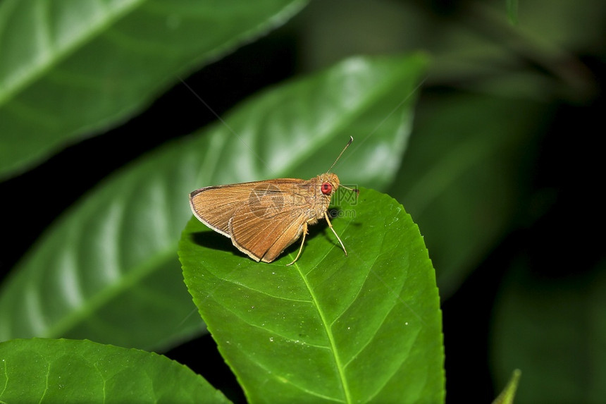 翅膀船长树叶上的马塔帕阿里亚是家族的一只蝴蝶春天图片