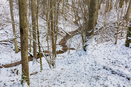 森林里的雪地季节高清图片素材