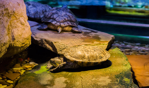 水龟下金刚兰滑板海龟躺在一块岩石上还有另外两只海龟在背景中一个来自美洲的热带宠物半水生的背景图片