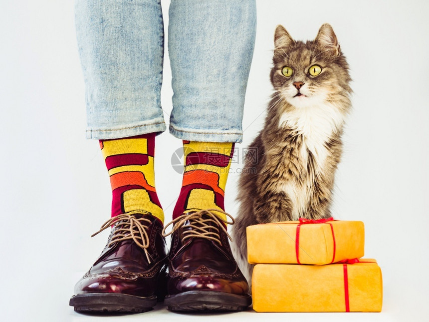 商业Menrsquos的腿时尚鞋子有图案彩色袜子和灰蓬松的小猫风格时尚和美丽的概念Menrsquos的腿时尚鞋子有图案彩色袜子经图片