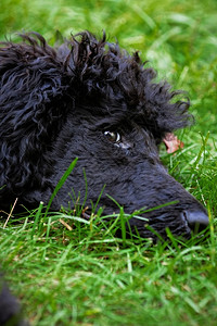 黑色的修饰过一只可爱的黑小狗肖像上面有绿色草坪的表情听话图片