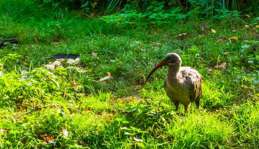 有ibis站在草地上非洲热带鸟类流行动物园场地常见的光滑高清图片素材