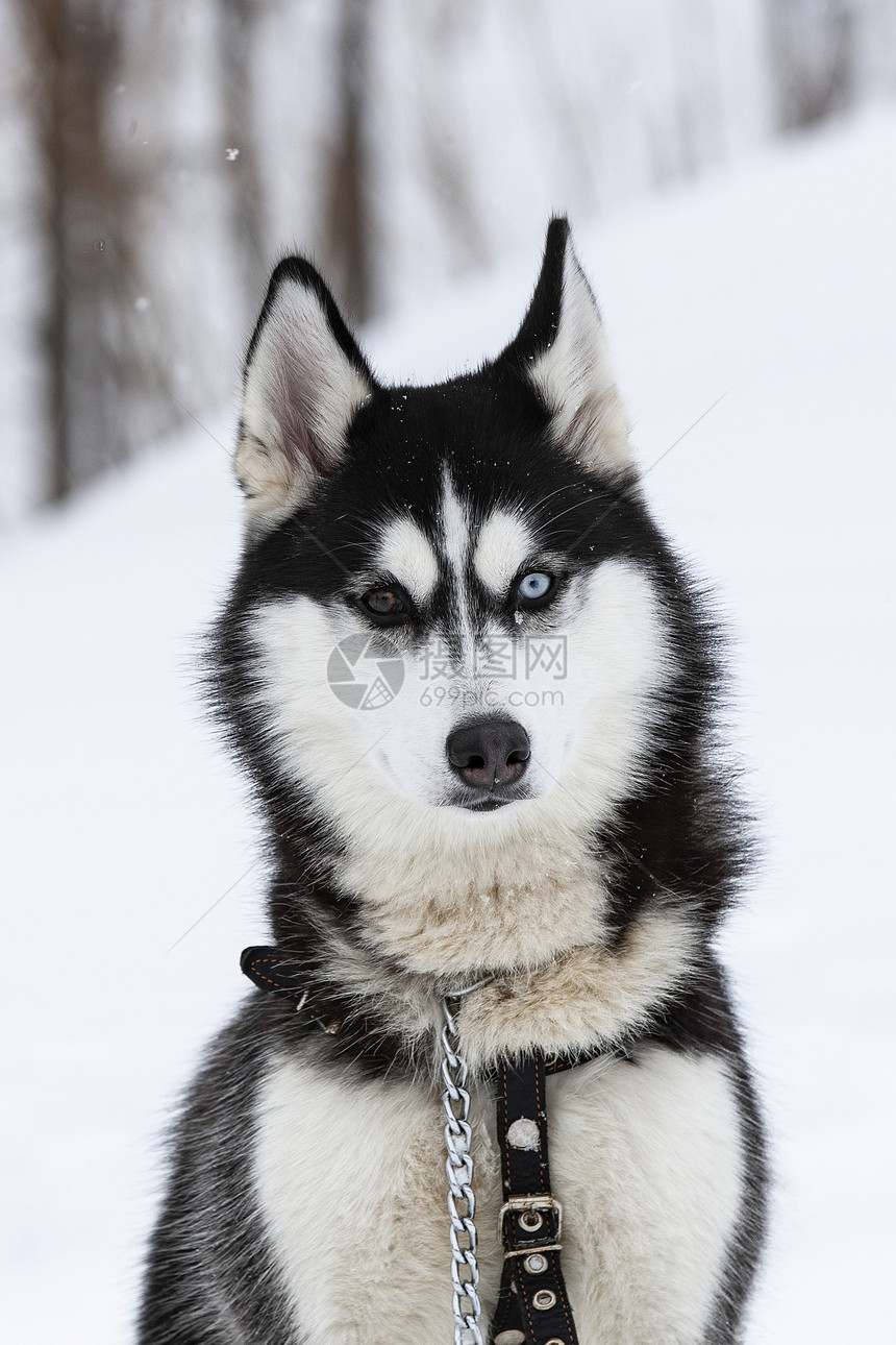 黑色的哺乳动物关闭Hussky的白雪背景照片请将Hussky品种的照片贴近朋友图片