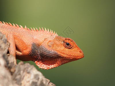 在自然栖息地特贴照片中坐在树上的橙色蜥蜴爬虫荒野动物动物园高清图片素材