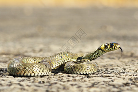 草蛇自然野生动物高清图片