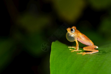 小橙青蛙坐在一片叶子上只小橙青蛙坐在一片叶子上非洲丛林动物图片