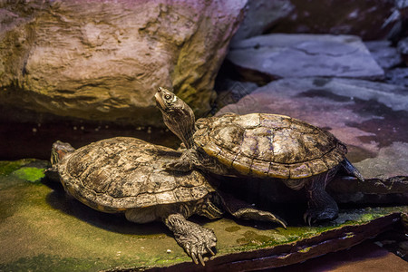 水生活高的坎伯兰滑板海龟站在另一只乌上将头抬高背景图片