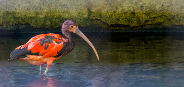 鸟舍来自非洲的多彩热带鸟种身处水中来自非洲色彩繁多的热带鸟类品种红色的充满活力女性高清图片素材