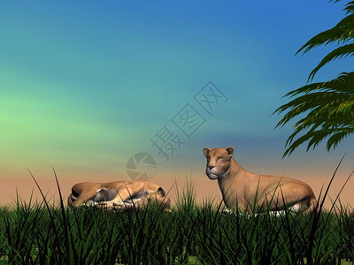 自然一只狮子睡在大叶旁边的绿草丛中女哺乳动物图片