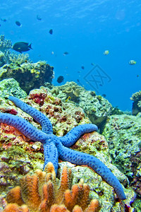生态系统BlueSeaStarUnckialaaevigata海星Lembeh北苏拉威西印度尼亚洲临海动物学背景图片