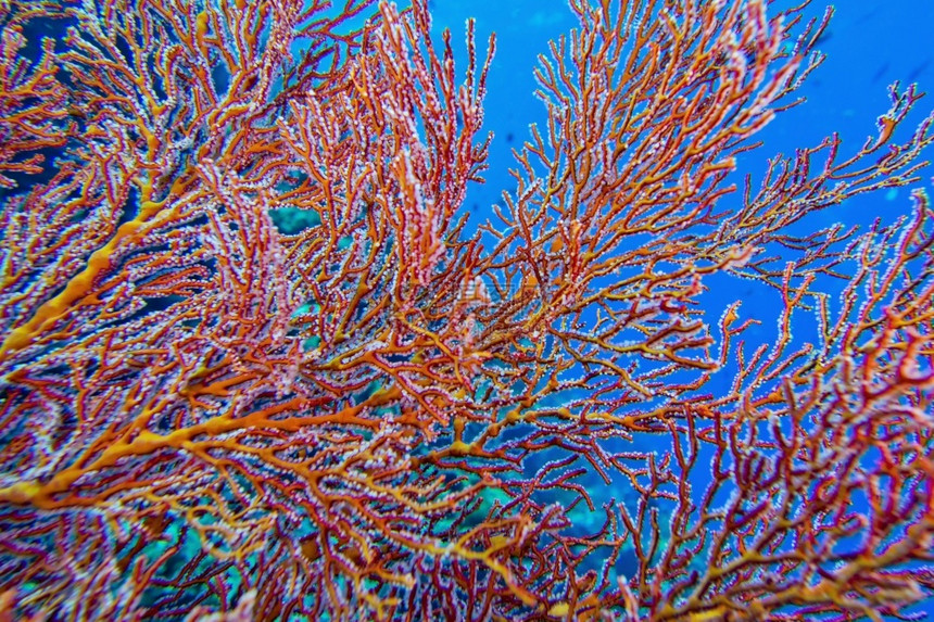 生物学态系统海风鞭高戈尼扬珊瑚礁布纳肯海洋公园布纳肯北苏拉威西印度尼亚洲扇子图片