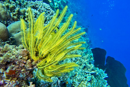 生态动物学海风鞭布纳肯海洋公园布纳肯北苏拉威西印度尼亚洲背景图片