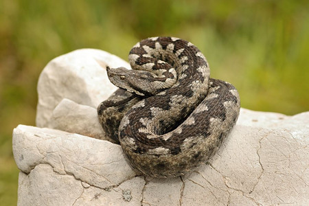 爬行动物群晒太阳欧洲毒蛇在石灰岩上烘烤的欧洲毒蛇斯巴达背景图片