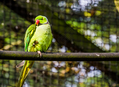 坐在树枝上的多彩鹦鹉来自非洲的热带鸟类非洲热带鸟类1月日动物园受欢迎的养鸟业红色的高清图片素材