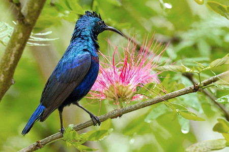 国之图腾自然动物紫色太阳鸟辛尼里斯亚历海龟河流森林皇家巴迪亚国公园尼泊尔巴迪亚公园洲的背景