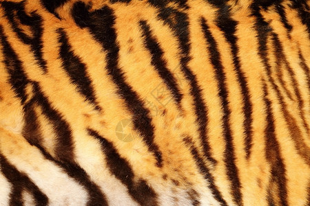 老的美丽虎纹身毛皮动物带上的条纹丛林荒野美丽的高清图片素材