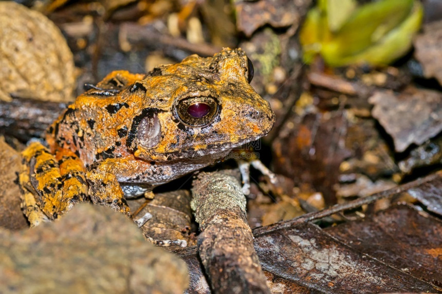 热带青蛙雨林科瓦多公园奥萨保护区半岛哥斯达黎加中美洲帕克兰绿户外图片