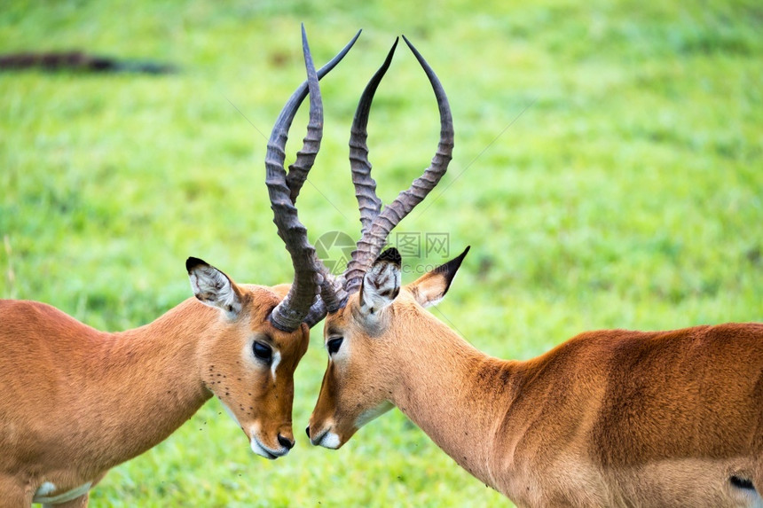 国民肯尼亚大草原地上的黑斑羚家族肯尼亚大草原地上的黑斑羚家族稀树草原景观图片
