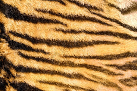 真实的野生羊毛条纹的皮真实上的老虎深黑自然条纹橙豹浅褐色的高清图片素材
