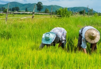 稻田种植大米绿色高清图片素材