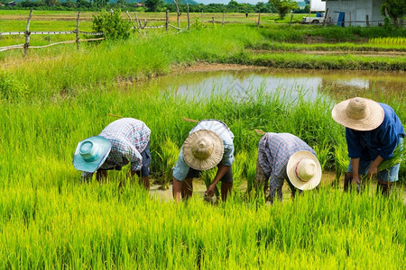 稻田种植大米乡村的高清图片素材