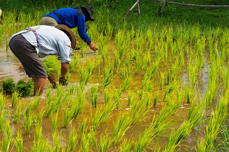 稻田种植大米亚洲人高清图片素材