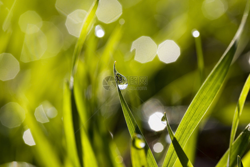 自然阳光照亮的绿草有露水或雨滴反映一片绿草田野生水滴在绿草上紧闭着夏天荒野图片