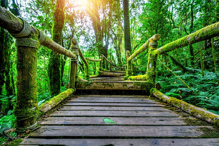 因他农桥森林泰国清迈DoiInthanon公园的AngKa自然足迹图片