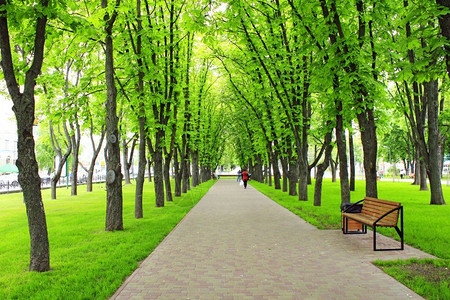 通道高的景观有长廊小径和大绿树的公园有长廊小径的美丽公园高绿树和长椅图片